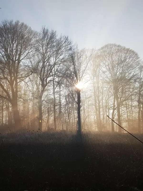 Unsere Gäste empfehlen: den Grinderwald besuchen (Mittelweser Region)