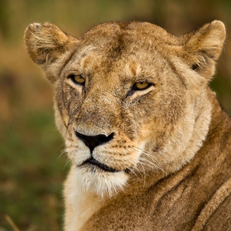 Die Löwen im Serengeti Park (Hodenhagen) sind die Attraktion